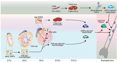 Monocyte/Macrophage Lineage Cells From Fetal Erythromyeloid Progenitors Orchestrate Bone Remodeling and Repair